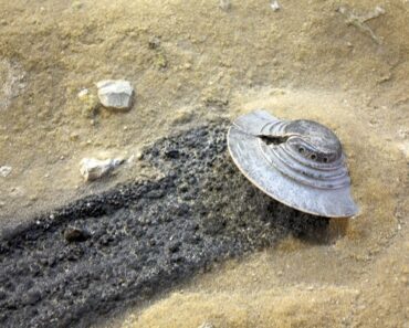 Incidente di Roswell